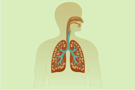 https://sh.surajherbals.com/uploads/Ast-3.jpg